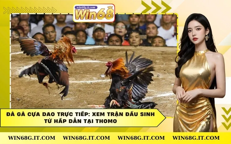 Đá Gà Cựa Dao Trực Tiếp: Xem Trận Đấu Sinh Tử Hấp Dẫn Tại Thomo
