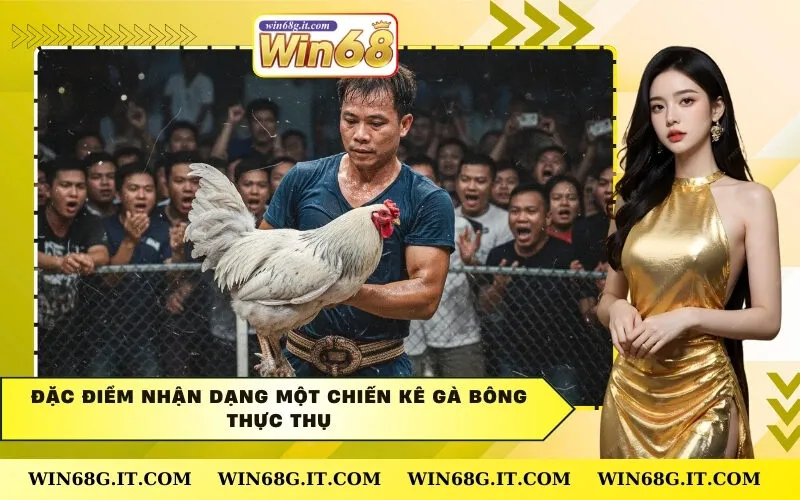 Đặc điểm nhận dạng một chiến kê Gà Bông thực thụ