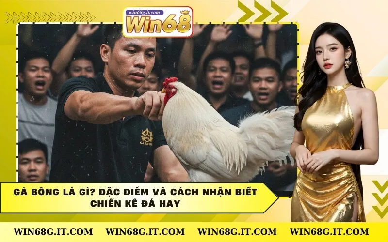 Gà Bông Là Gì? Đặc Điểm Và Cách Nhận Biết Chiến Kê Đá Hay