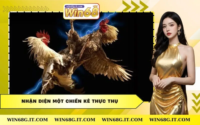 Nhận diện một chiến kê thực thụ