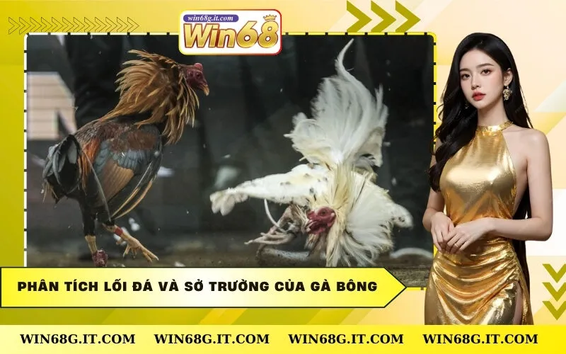 Phân tích lối đá và sở trường của Gà Bông